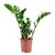Замиокулькас Zamioculcas Zanzibar 5+ d17 L75, Модель: 0 | Доставка квітів Шарм24