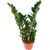 Замиокулькас Zamioculcas Zanzibar 8+ d17 L80, Модель: 0 | Доставка квітів Шарм24