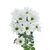 Хризантема Tr Ilonka White L70, Модель: 0 | Доставка квітів Шарм24