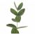Евкаліпт Цинерія, Модель: 0 | Доставка квітів Шарм24