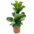 Фикус Ficus Lyrata d12 L35, Модель: 0 | Доставка квітів Шарм24
