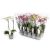 Орхидея phalaenopsis 2st Mix 12+ d12 L60, Модель: 0 | Доставка цветов Шарм24
