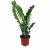 Замиокулькас Zamioculcas 2+ d12 L45, Модель: 0 | Доставка цветов Шарм24