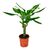 Драцена Gold Coast d11 L45, Модель: 0 | Доставка цветов Шарм24 Драцена Gold Coast d11 L45, Модель: 0 | Доставка цветов Шарм24