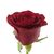 Роза Престиж L6, Модель: 0 | Доставка цветов Шарм24