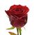 Троянда РЕД ІГЛ 60 см, Модель: 0 | Доставка квітів Шарм24