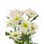 Хризантема Tr Radost White L70, Модель: 0 | Доставка цветов Шарм24