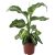 Диффенбахия Mars d17 L45, Модель: 0 | Доставка квітів Шарм24