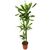 Драцена Frag Steudneri 45-20 d17 L80, Модель: 0 | Доставка квітів Шарм24