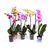 Орхидея phalaenopsis 2st Mix 14+ d12 L55*, Модель: 0 | Доставка цветов Шарм24