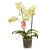 Орхидея phalaenopsis 2st Mix 16+ d12 L70, Модель: 0 | Доставка цветов Шарм24 Орхидея phalaenopsis 2st Mix 16+ d12 L70, Модель: 0 | Доставка цветов Шарм24