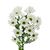 Хризантема Tr Chic White L70, Модель: 0 | Доставка квітів Шарм24