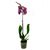 Орхидея phalaenopsis 2st Wild Catd 16+ d12 L50, Модель: 0 | Доставка цветов Шарм24