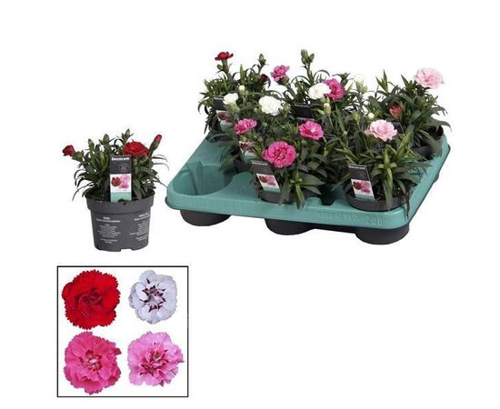 Гвоздика Dianthus Pink Kisses d12 L21, Модель: 0 | Доставка цветов Шарм24