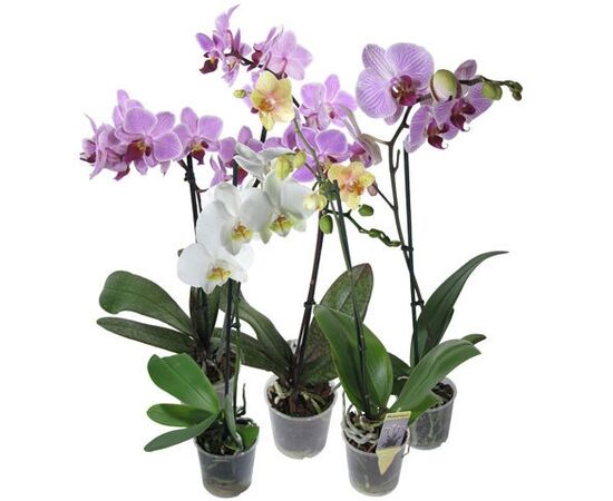 Орхідея phalaenopsis 1st Mix 9+ (cj Orchids), Модель: 0 | Доставка квітів Шарм24