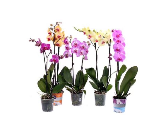 Орхидея phalaenopsis 2st Multi Mix 24+, Модель: 0 | Доставка цветов Шарм24