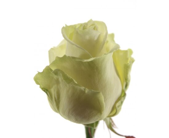 Троянда АВАЛАНЧ 60 см, Модель: 0 | Доставка квітів Шарм24