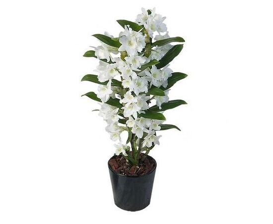 Орхидея dendrobium nobile 1st white Apollon 8+, Модель: 0 | Доставка квітів Шарм24