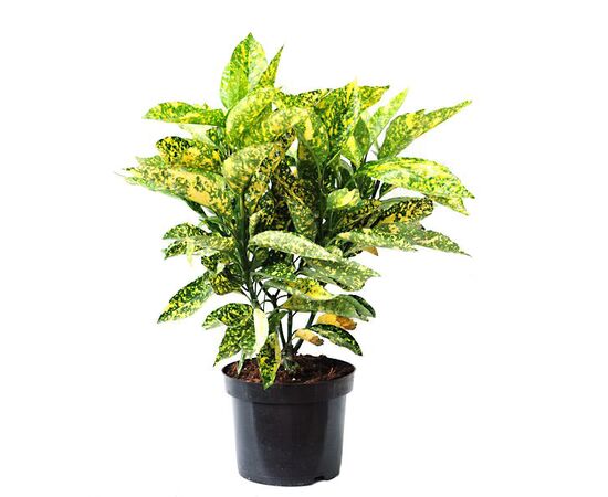 Аукуба J Variegata, Модель: 0 | Доставка квітів Шарм24