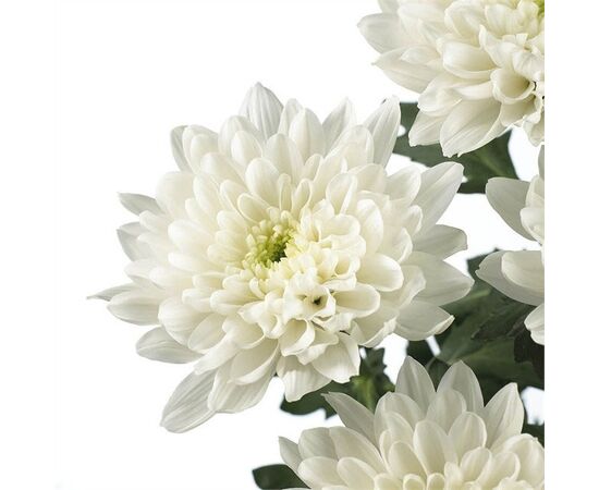 Хризантема BALTICA*, Модель: 0 | Доставка квітів Шарм24