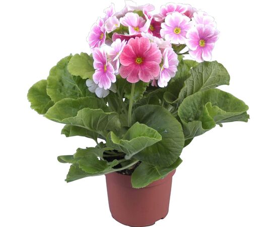 Примула обкон.мест, Модель: 0 | Доставка квітів Шарм24