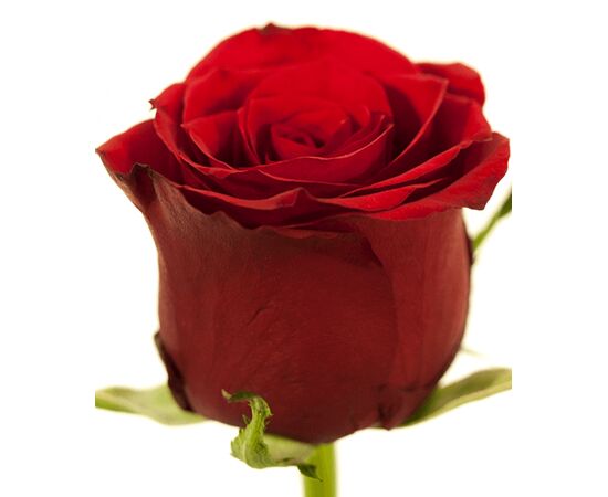 Роза Эквадор 60 см Freedom красная, Модель: 0 | Доставка цветов Шарм24