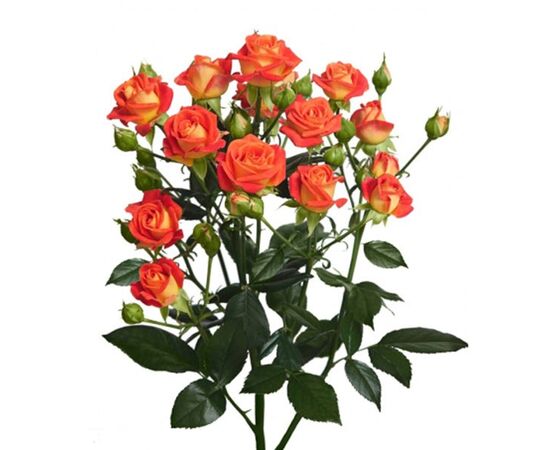 Роза Кения спрей L7-8, Модель: 0 | Доставка цветов Шарм24
