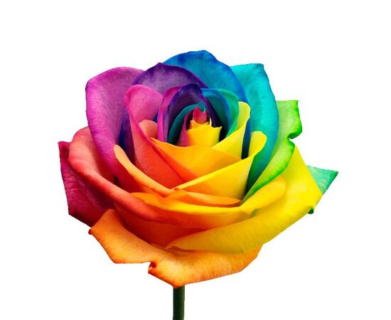 Роза Эквадор 70 см крашеная, Модель: 0 | Доставка цветов Шарм24