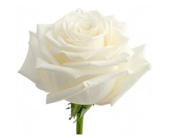 Троянда Еквадор 50 см Playa Blanka біла, Модель: 0 | Доставка квітів Шарм24