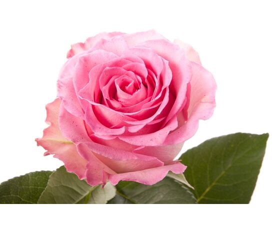 Роза Эквадор 50 см Sweet Unique розовая, Модель: 0 | Доставка цветов Шарм24