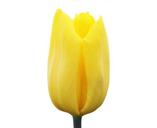 Тюльпан Strong Gold, Модель: 0 | Доставка квітів Шарм24