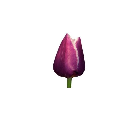 Тюльпан Arabian Mystery (фіолетово-білий), Модель: 0 | Доставка квітів Шарм24
