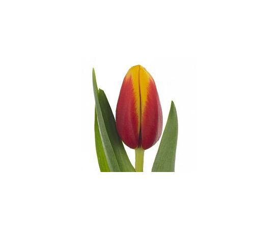 Тюльпан Oriental Splendour (Красно-жёлтый), Модель: 0 | Доставка цветов Шарм24