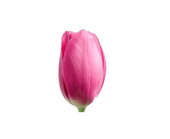 Тюльпан Dynasty, Модель: 0 | Доставка квітів Шарм24