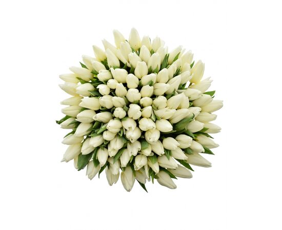 Букет из белых тюльпанов 101шт, Модель: 0 | Доставка цветов Шарм24