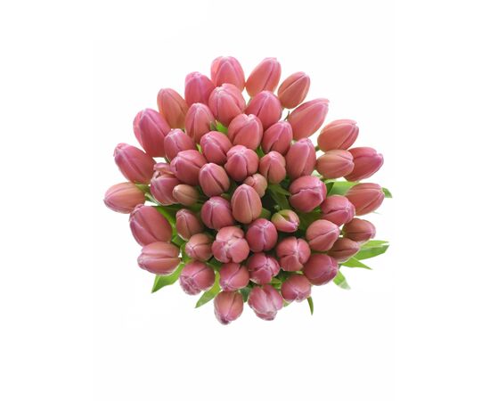 Букет з рожевих тюльпанів 55 шт, Модель: 0 | Доставка квітів Шарм24