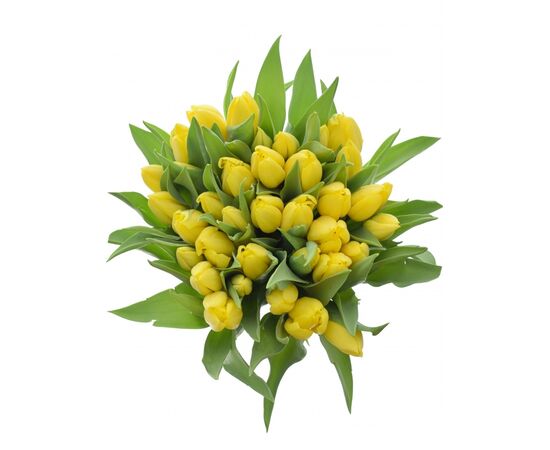 Букет з жовтих тюльпанів 35 шт, Модель: 0 | Доставка квітів Шарм24