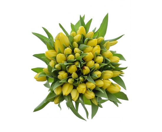 Букет из жёлтых тюльпанов 55 шт, Модель: 0 | Доставка цветов Шарм24