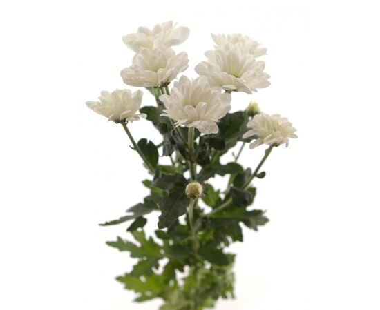 Хризантема Tr Bacardi White Vannova L70, Модель: 0 | Доставка квітів Шарм24