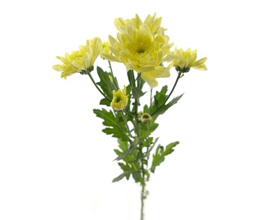 Хризантема Tr Baltica Cream Vannova 70 см, Модель: 0 | Доставка квітів Шарм24