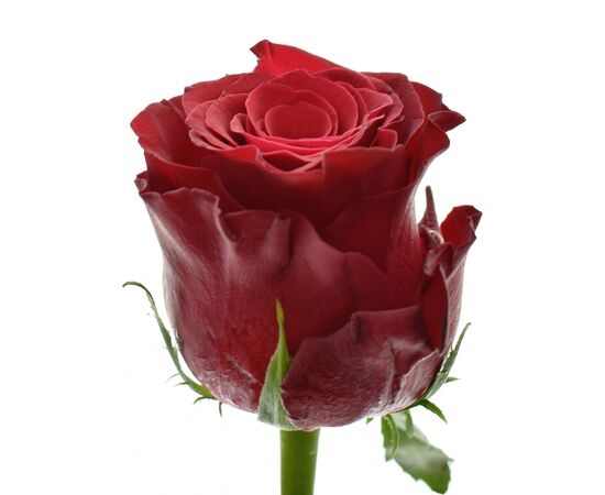 Роза Gr Rhodos L60, Модель: 0 | Доставка цветов Шарм24