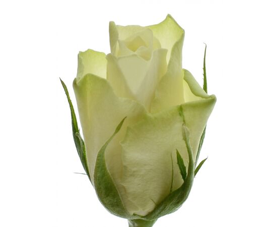 Роза Gr Athena L35, Модель: 0 | Доставка квітів Шарм24