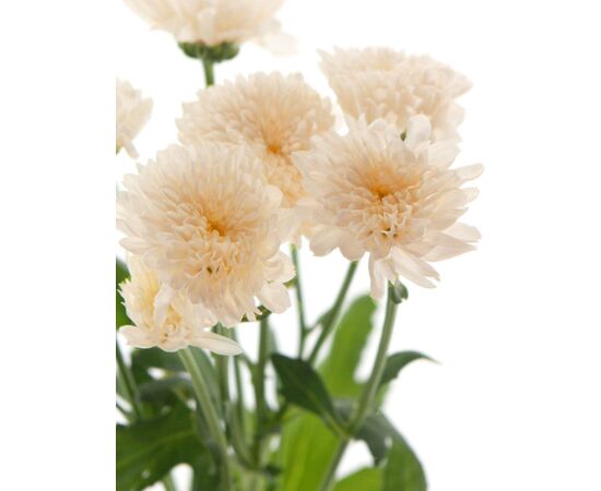 Хризантема Tr Sorbet Vanilla L70, Модель: 0 | Доставка квітів Шарм24