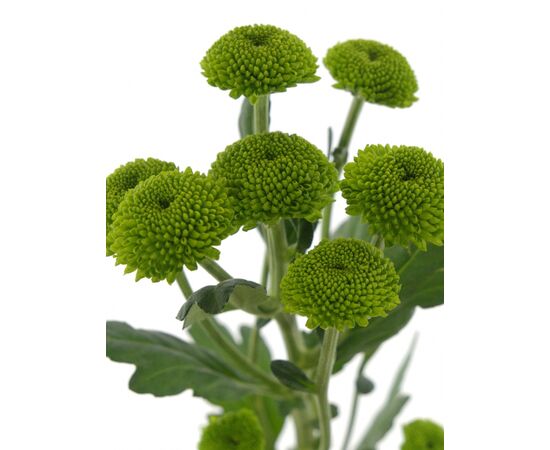 Хризантема Tr Feeling Green L70 (Камелия), Модель: 0 | Доставка цветов Шарм24