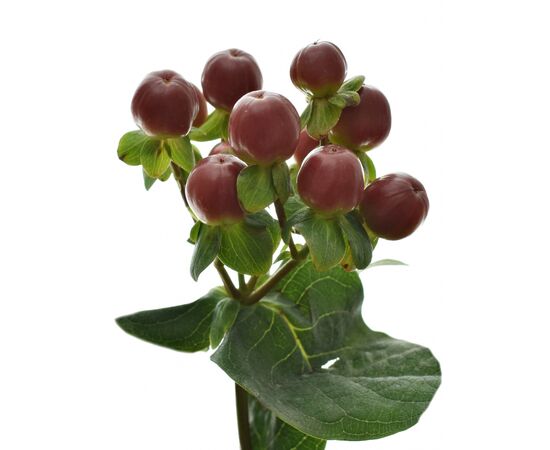 Гиперикум Coco Mix***, Модель: 0 | Доставка цветов Шарм24