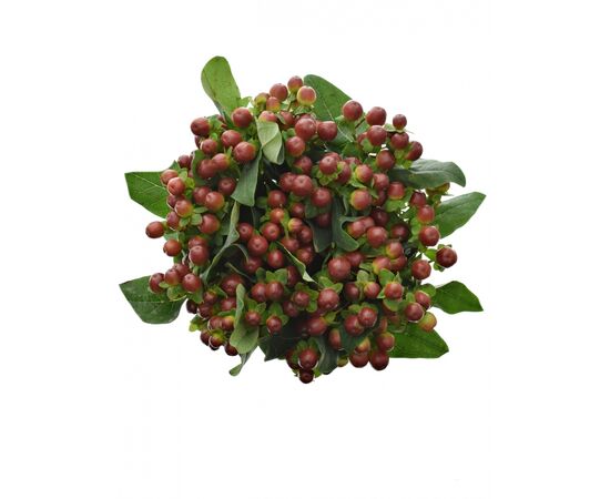 Гиперикум Coco Mix***, Модель: 0, фото 2 | Доставка цветов Шарм24