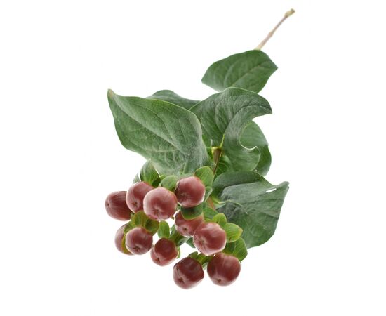 Гиперикум Coco Mix***, Модель: 0, фото 3 | Доставка цветов Шарм24