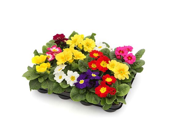 Примула Acaulis MIX d10,5 L15, Модель: 0 | Доставка цветов Шарм24