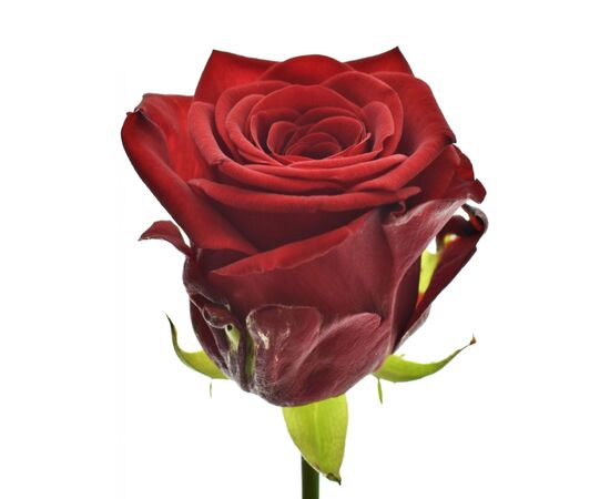 Роза Ред Наоми L7, Модель: 0 | Доставка цветов Шарм24