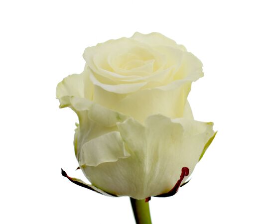 Троянда Gr Dolomiti L 60, Модель: 0 | Доставка квітів Шарм24